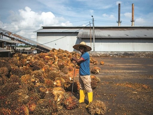 Singapore tham vọng trở thành quốc gia đầu tiên sử dụng dầu cọ “Xanh” (10/12/2019)